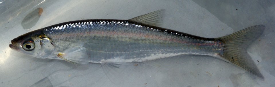 A slender silver bleak shown from the side.