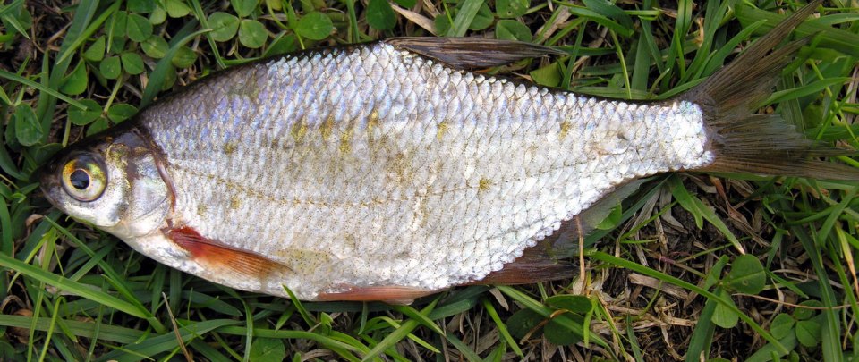 A white bream shown from the side on grass.