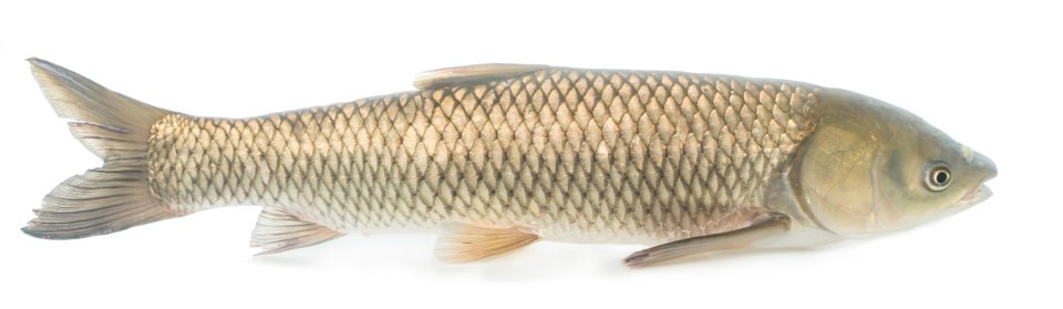 A grass carp in full side view against a white background.