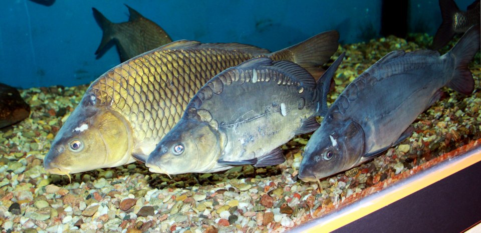 Common carp in an aquarium, including fully scaled and mirror forms.