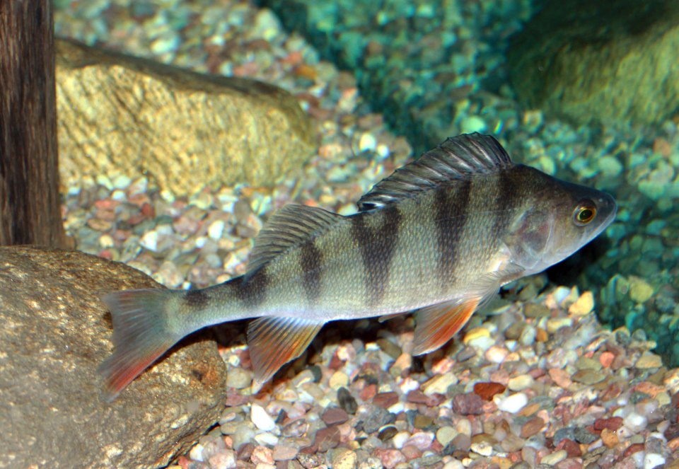 A European perch with dark vertical bars and raised spiny dorsal fin.