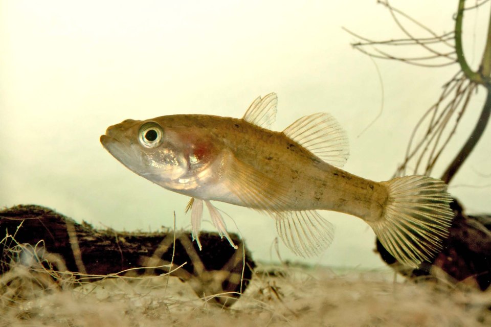 An adult Amur sleeper shown side-on in an aquarium.