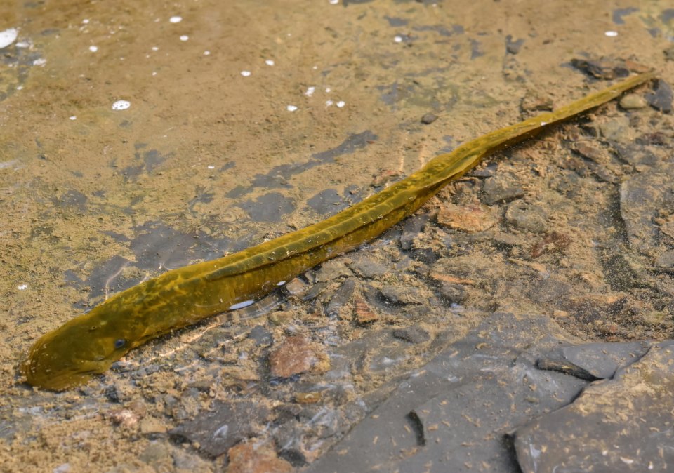 A long, mottled sea lamprey stretched across stones in shallow water.