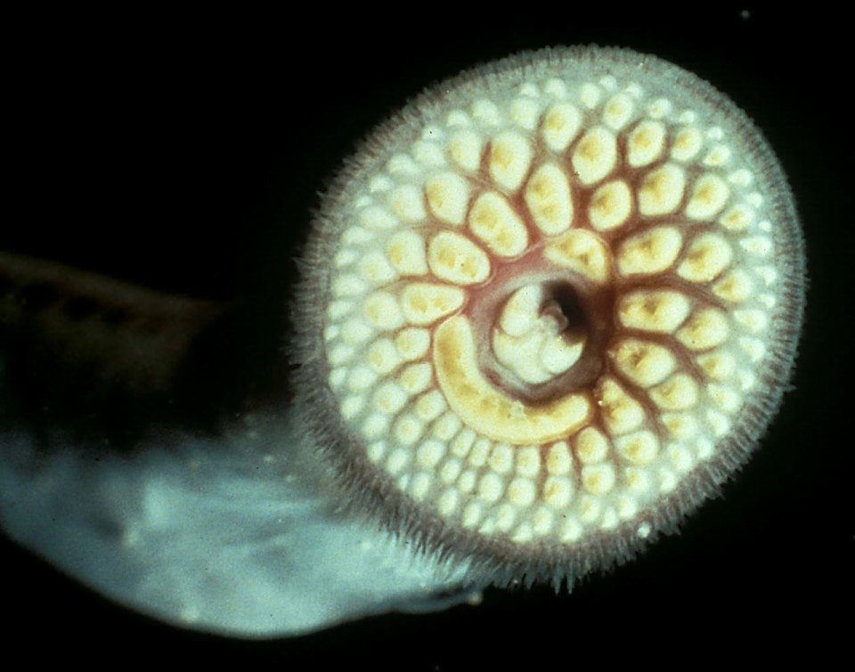 A sea lamprey's circular mouth with rows of teeth.