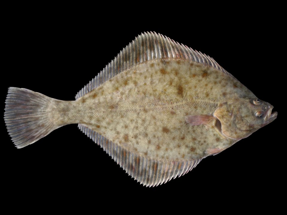 A European flounder shown from its upper side with the fins spread.