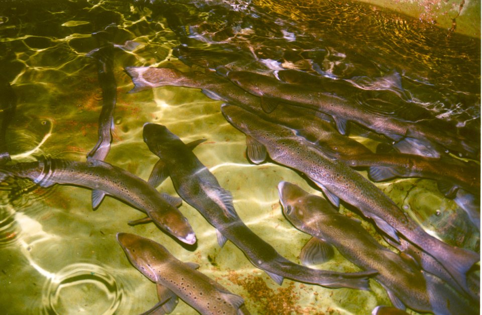 Several adult Atlantic salmon swimming in a holding pool.
