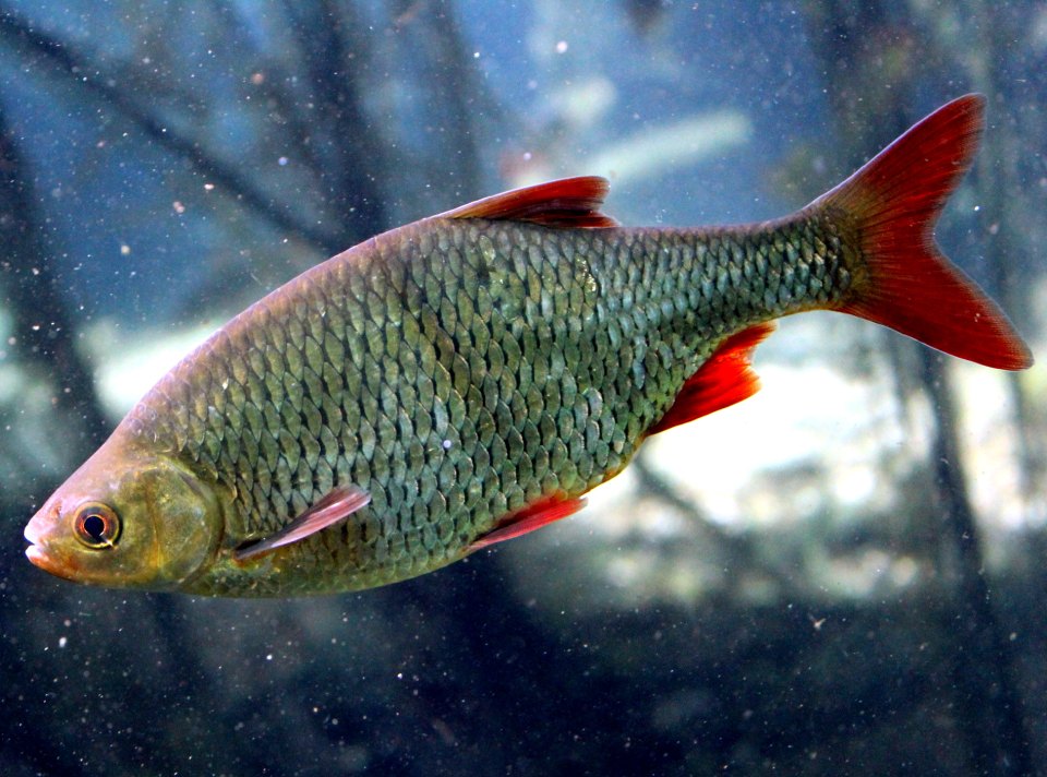 A rudd swimming side-on in an aquarium, with bright red lower fins.